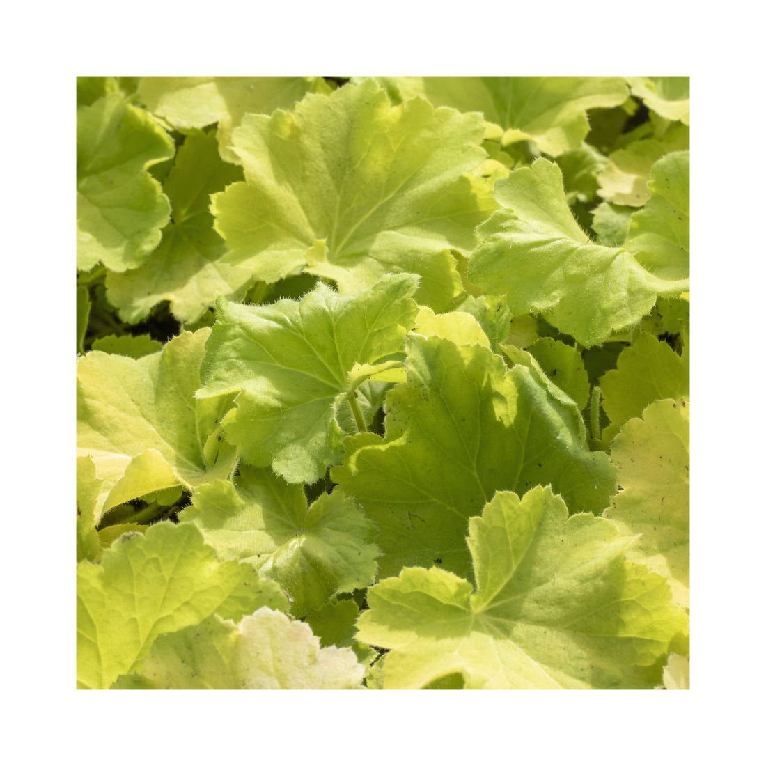 Heuchera Lemon Dinosaur