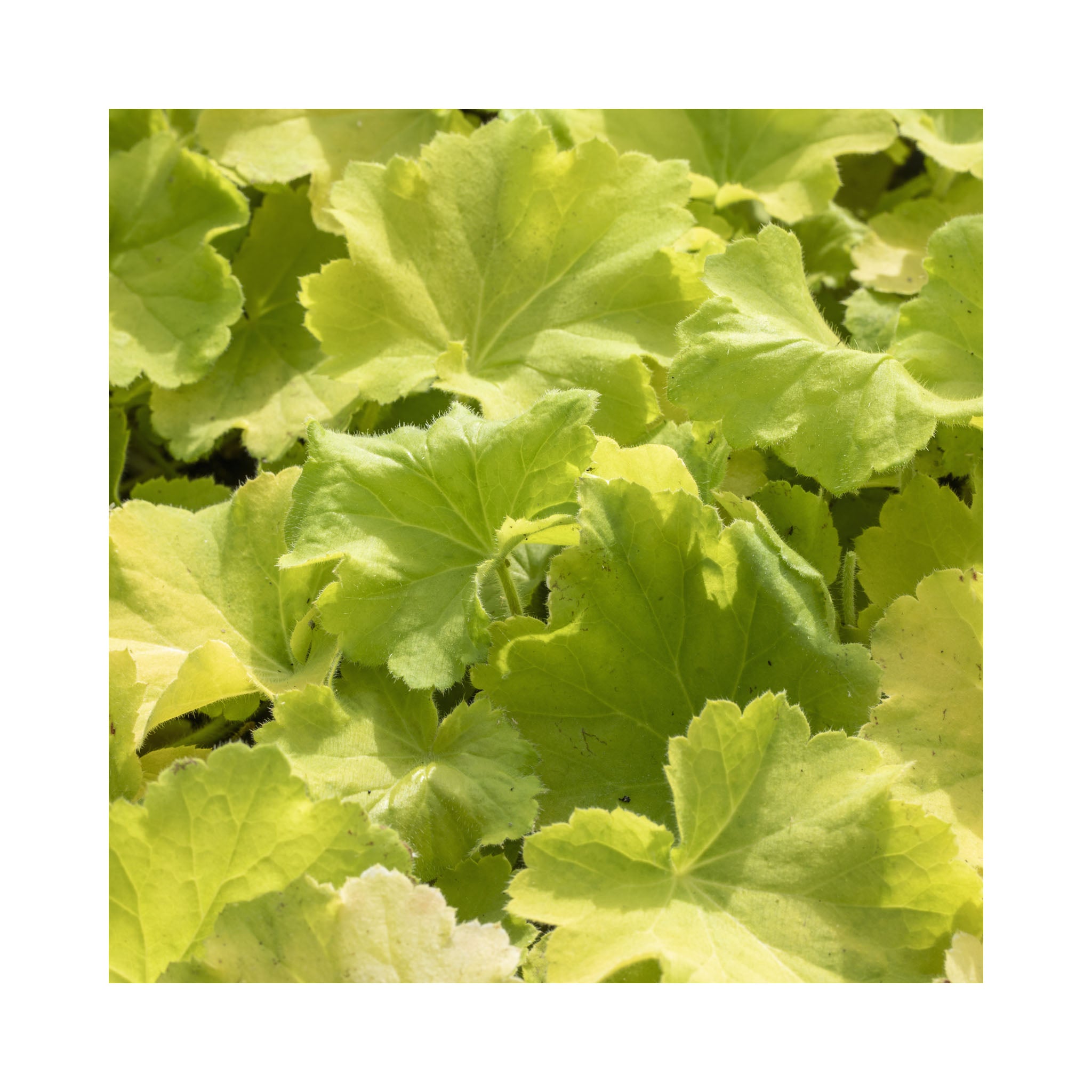 Heuchera Lemon Dinosaur