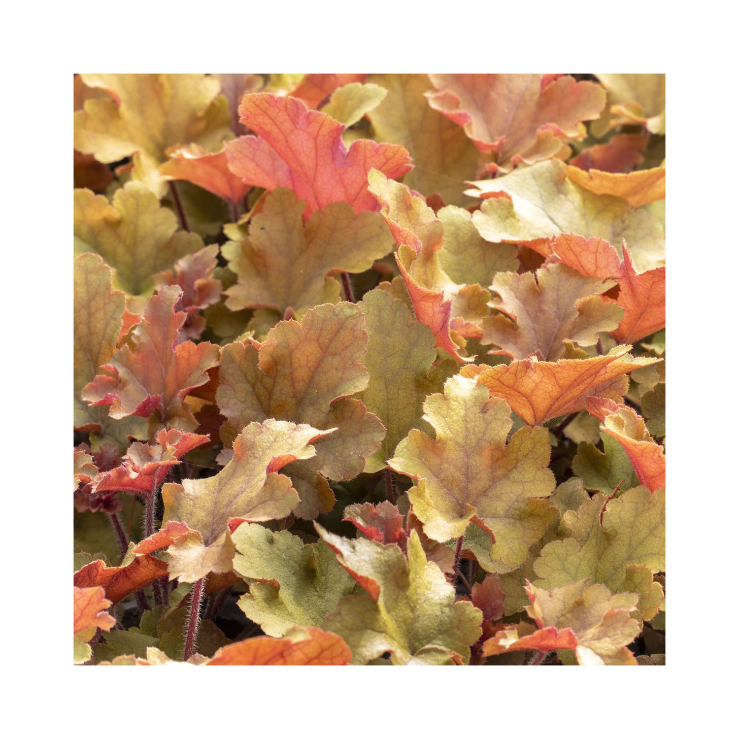 Heuchera Marmalade