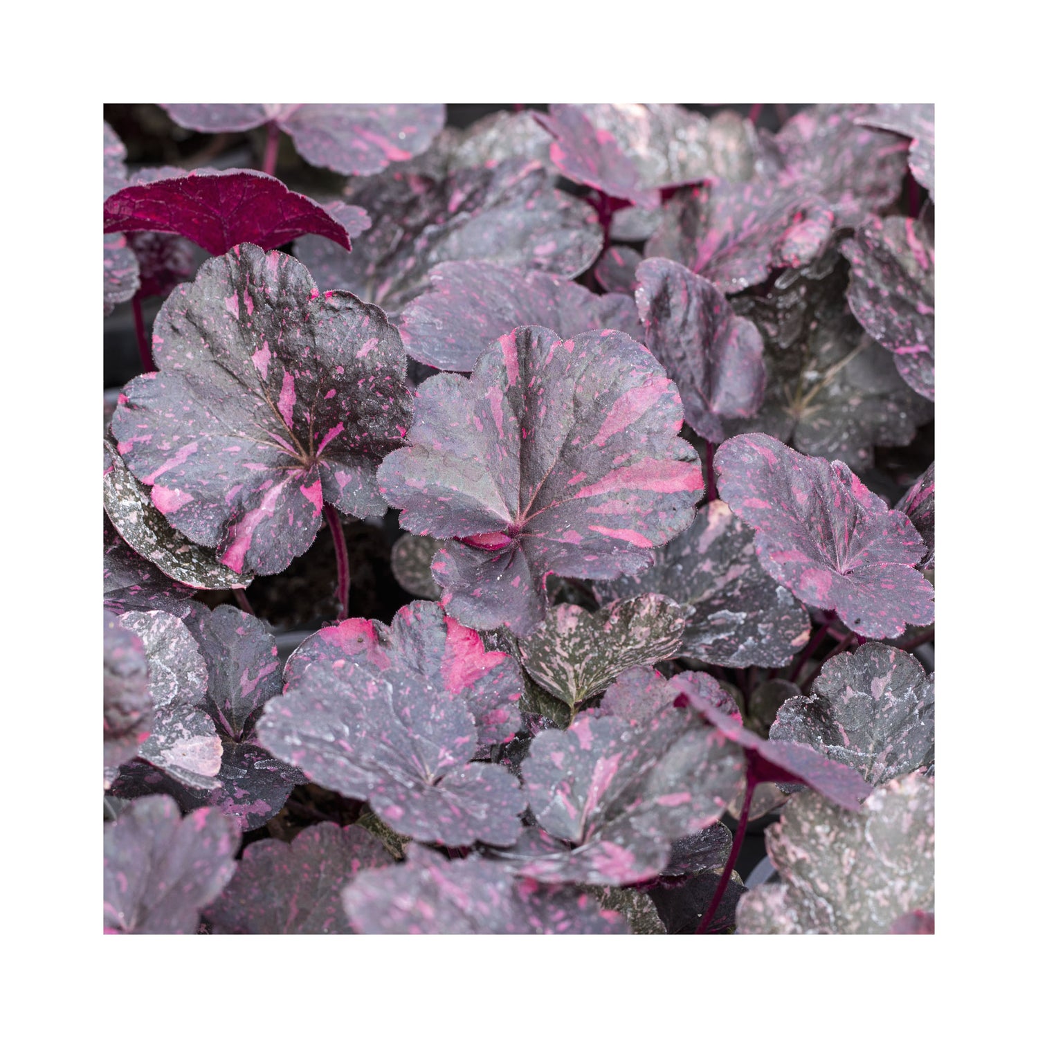 The Ultimate Heuchera Collection - 6 Established 9cm Plants