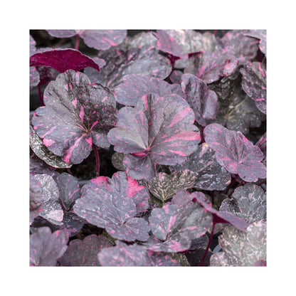 Heuchera Midnight Rose