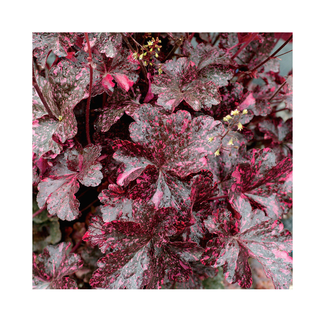 Heuchera Midnight Rose