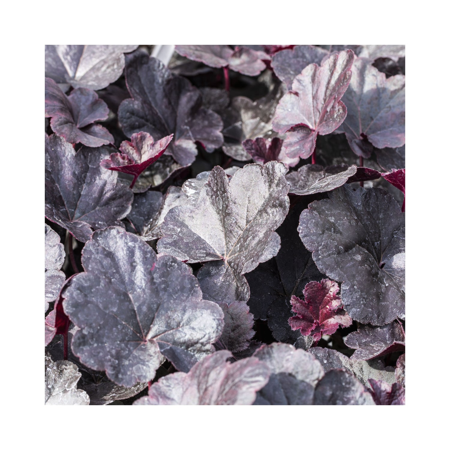 Heuchera Obsidian