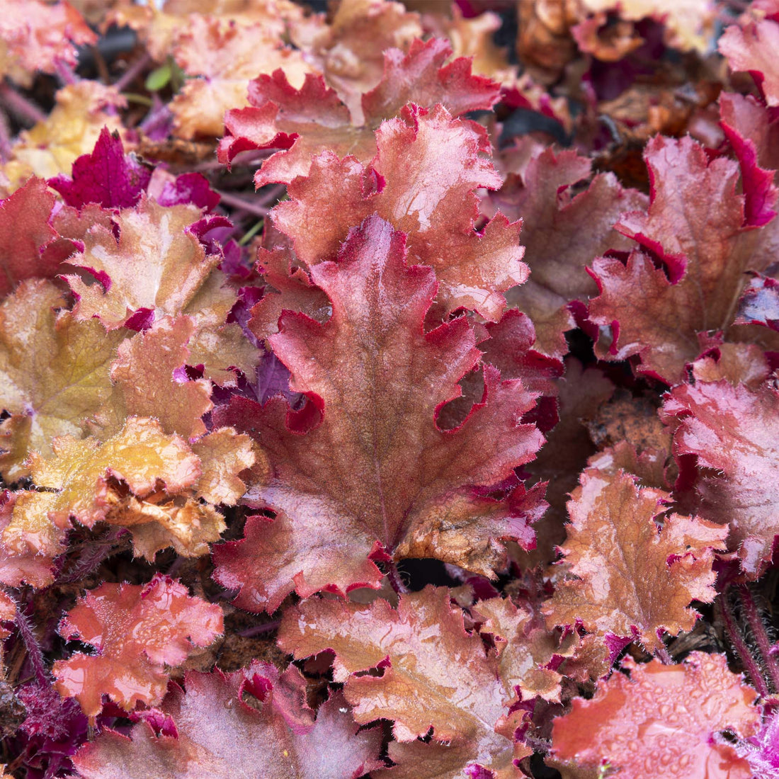 Heuchera Peach Crisp