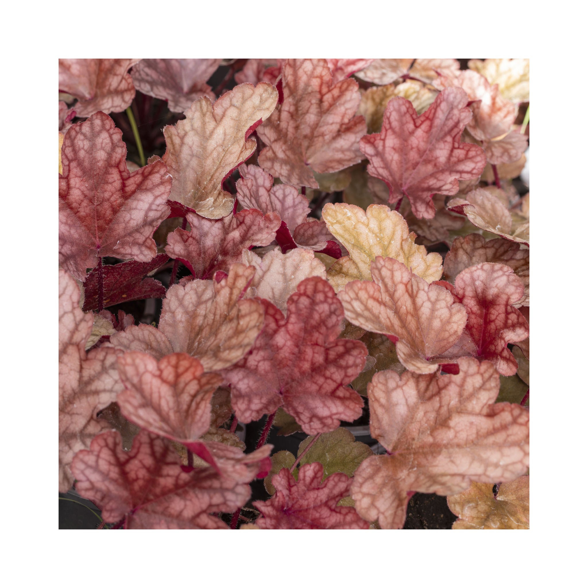 The Ultimate Heuchera Collection - 6 Established 9cm Plants