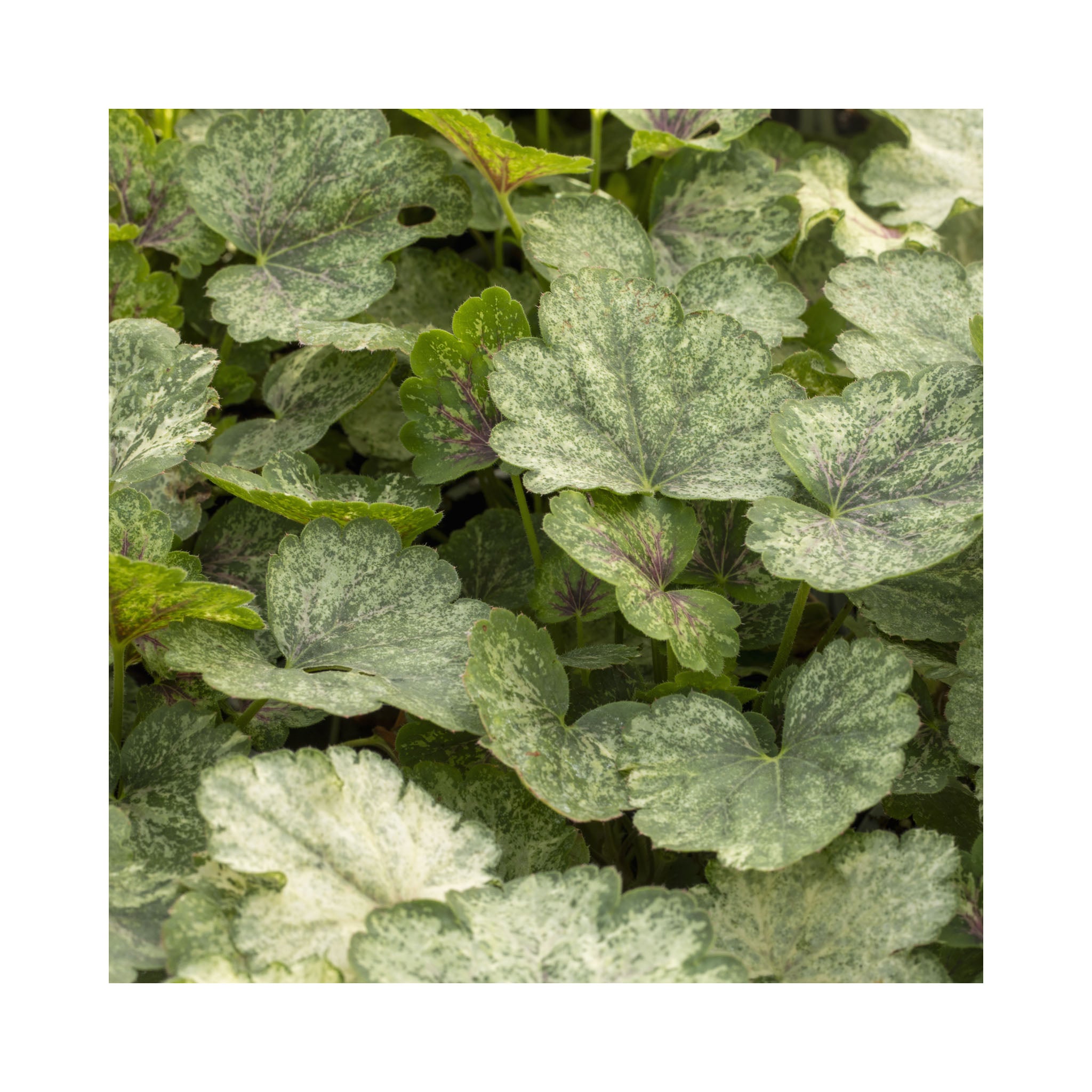 Heuchera Snowy Panky