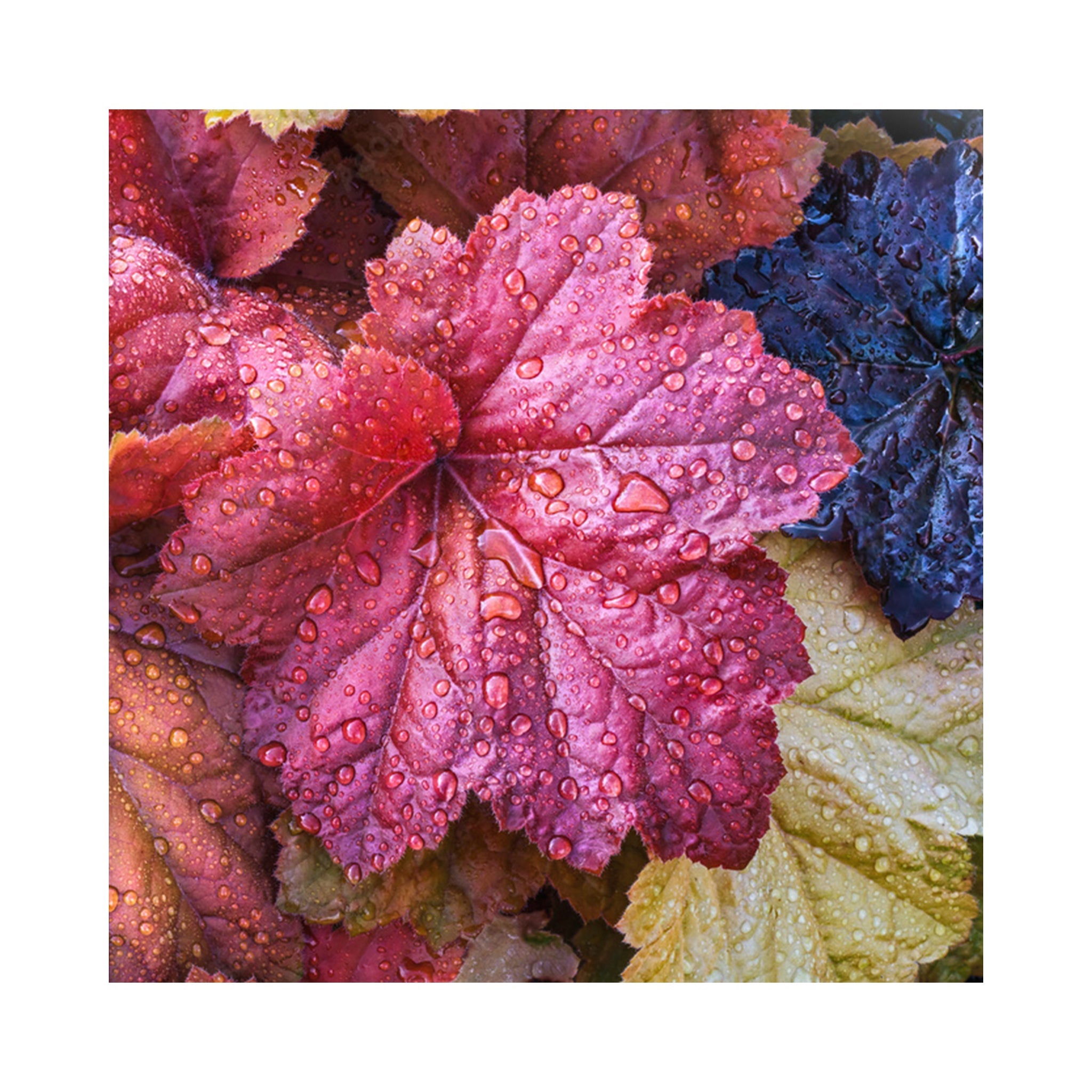 The Ultimate Heuchera Collection - 6 Established 9cm Plants