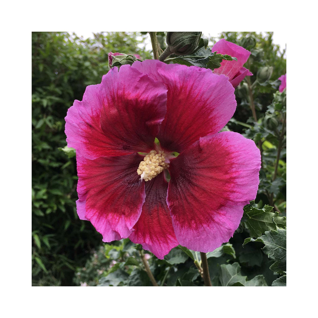 Deep marron centres with purple outers of Hibiscus flowers