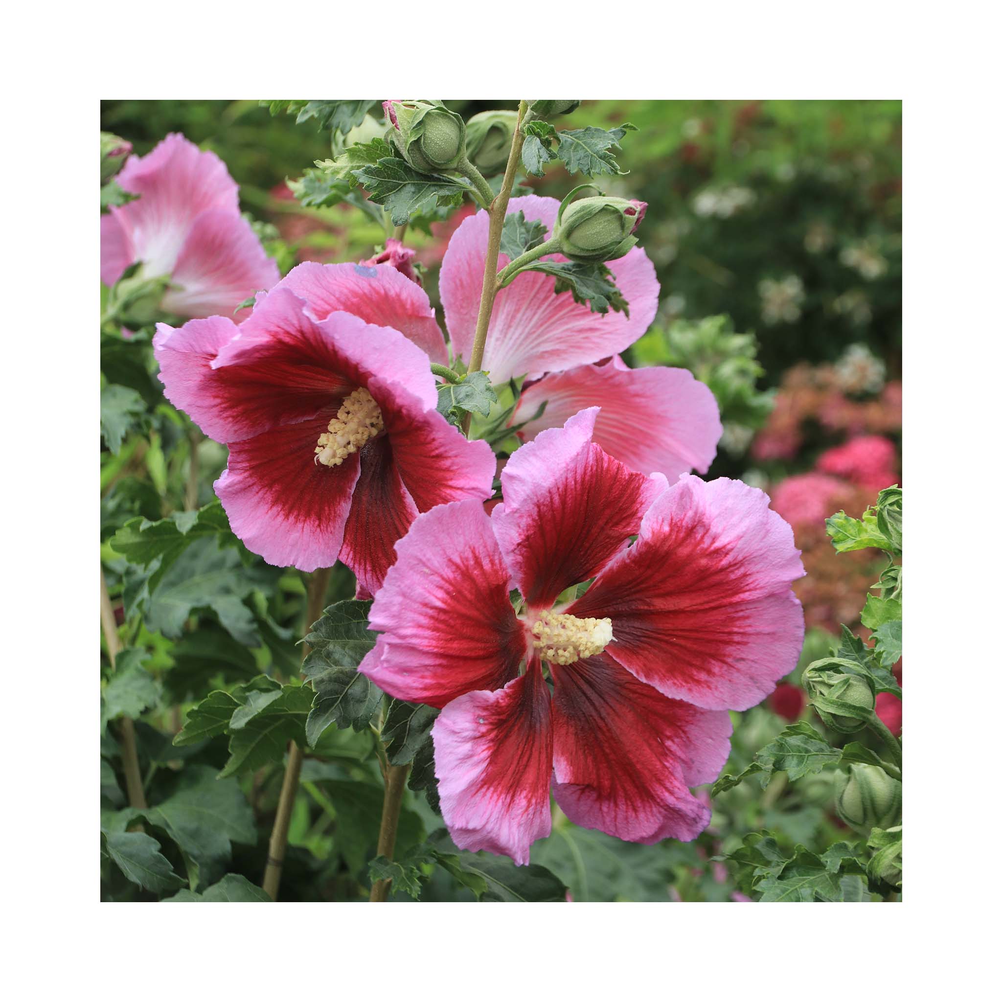deep marron flowers which have a pale pink outer of hibiscus 