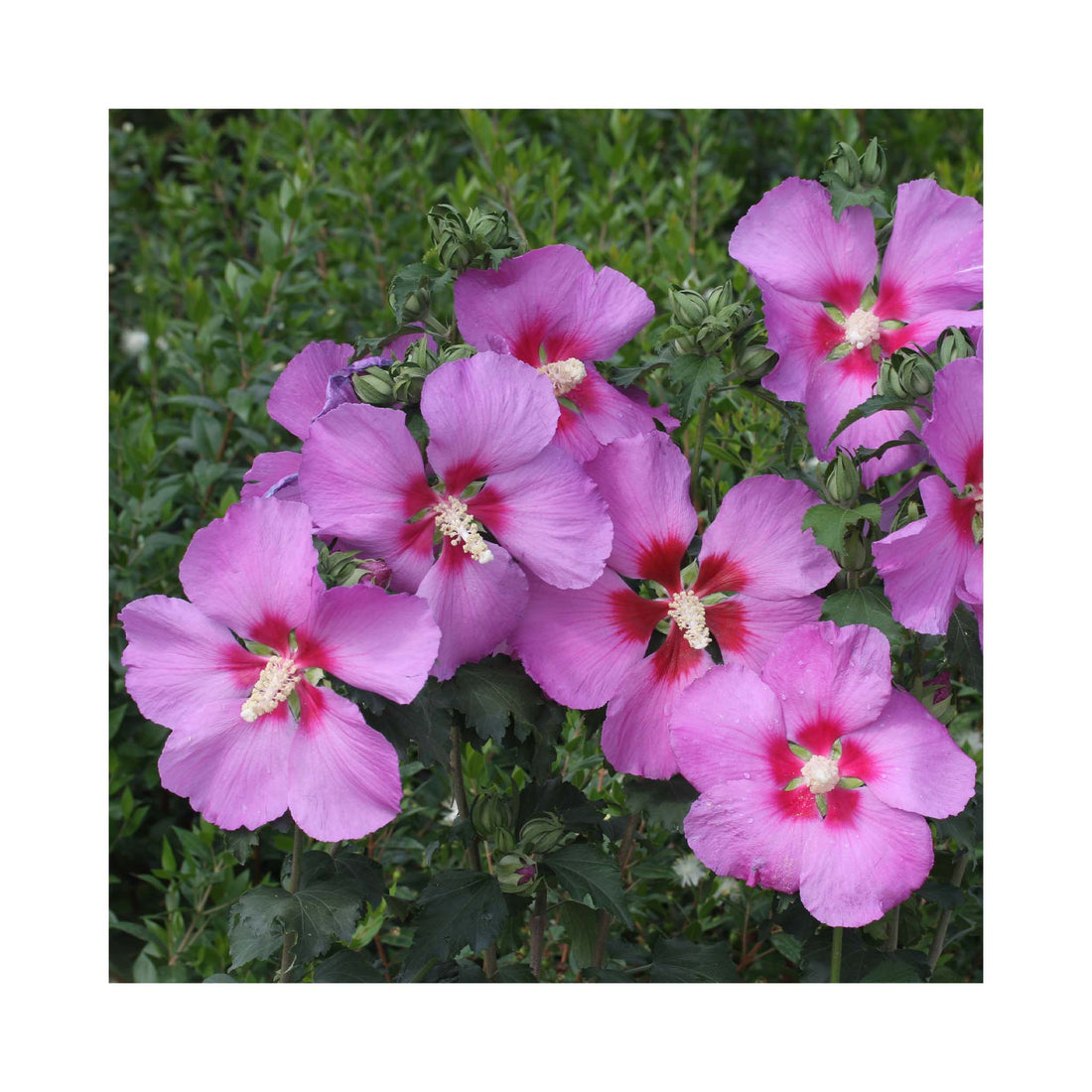several lavender blue flowers of hibiscus rose moon on a shrub