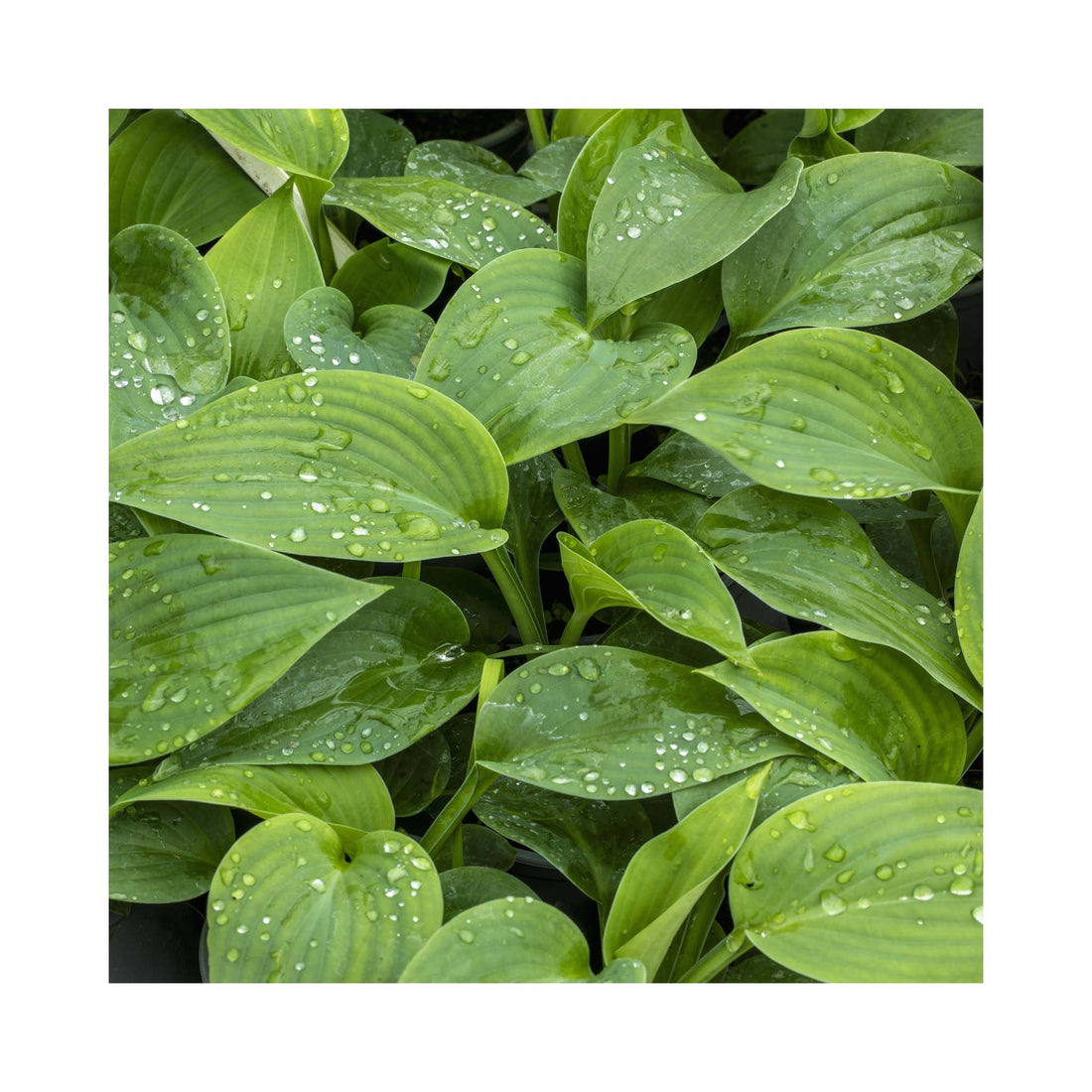 Hosta sieboldiana Elegans