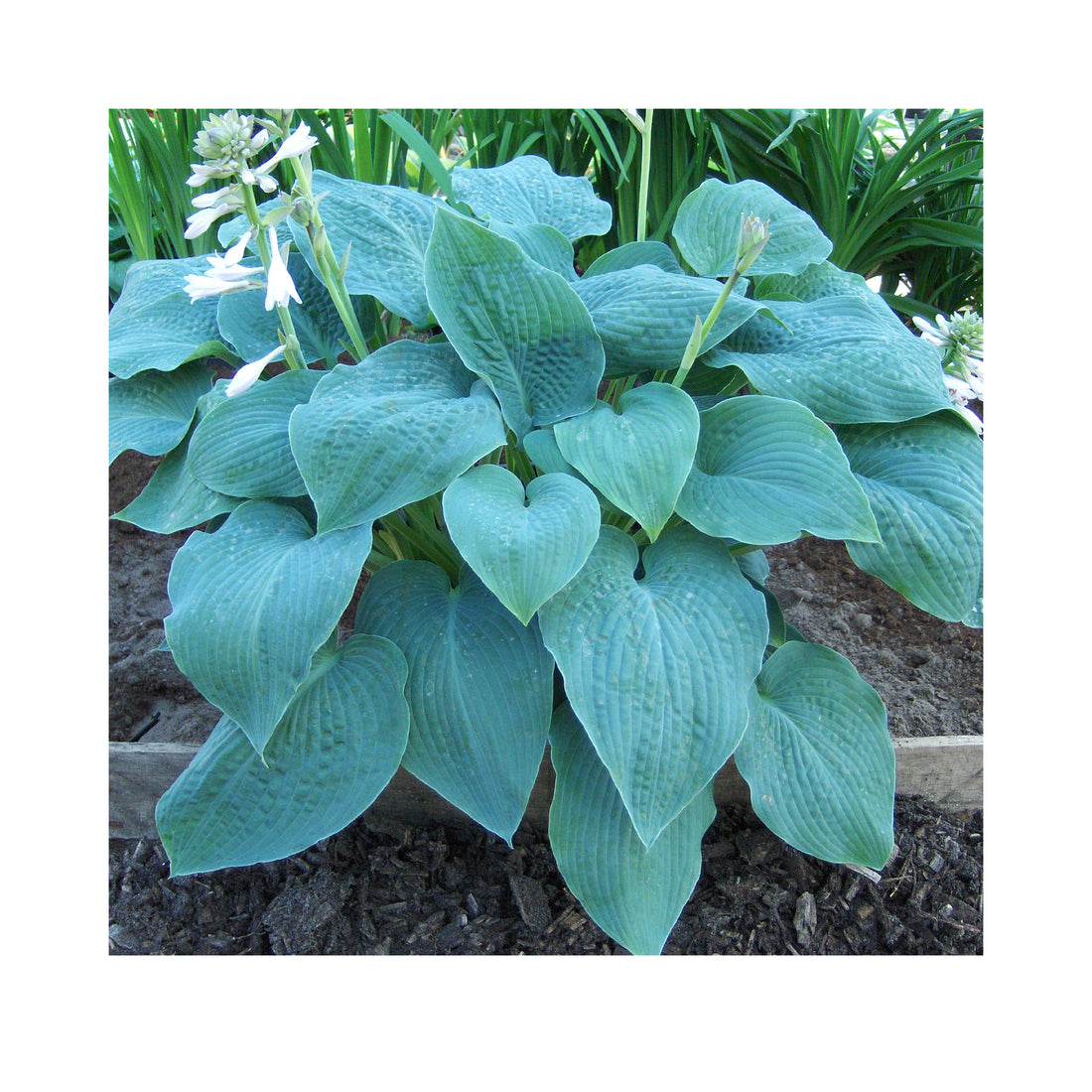 Hosta Blue Angel