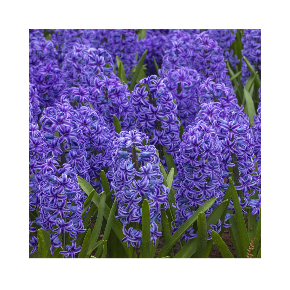 Hyacinth Blue Jacket