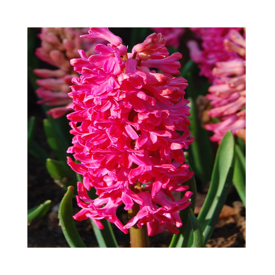 Hyacinth Jan Bos