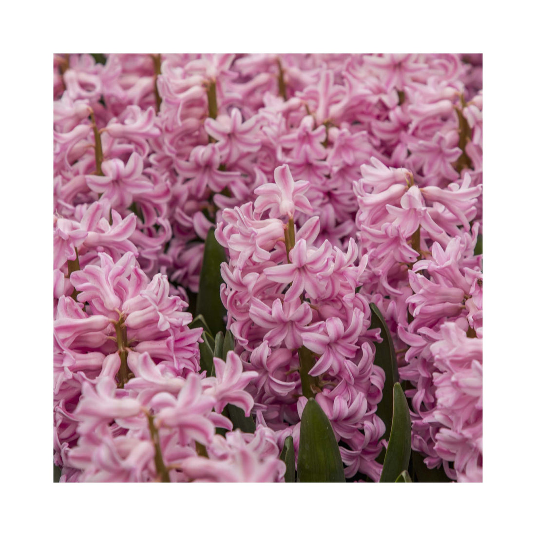 Hyacinth Pink Surprise