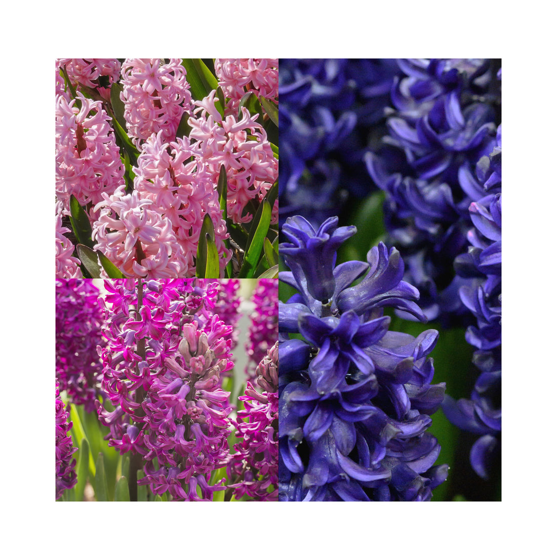 Hyacinth Collection