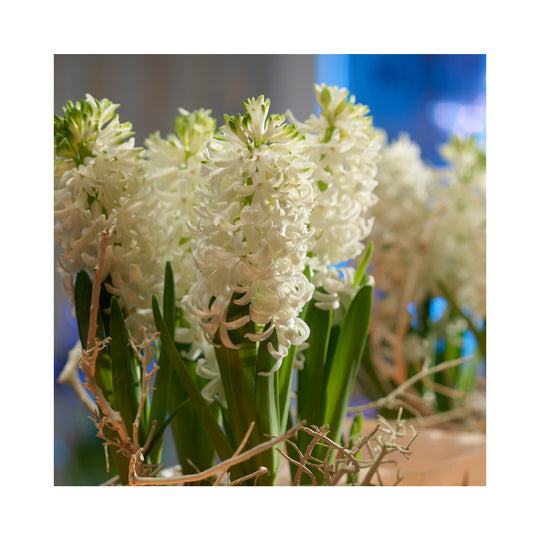 Hyacinthus Collection