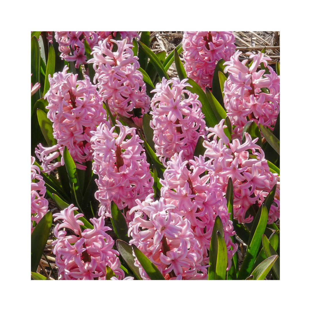 Hyacinthus Collection