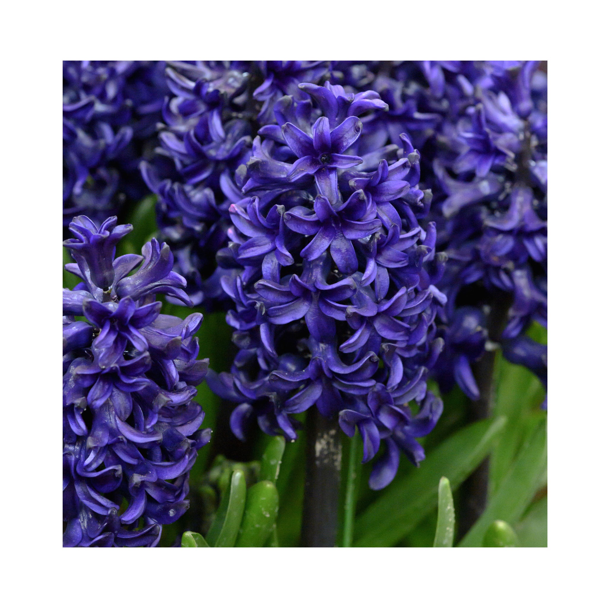 Hyacinthus Pacific Ocean