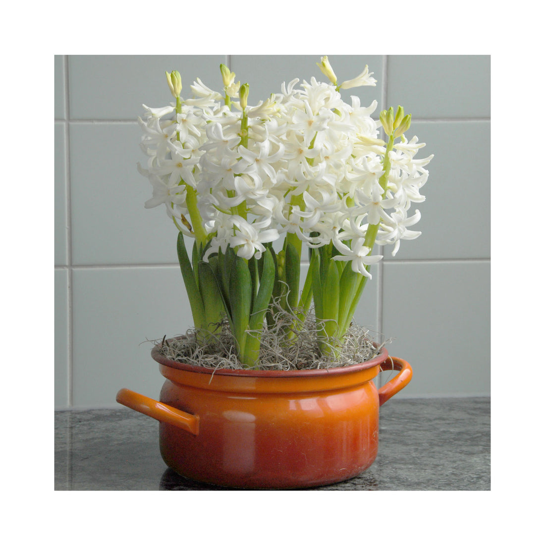 Hyacinth White Pearl