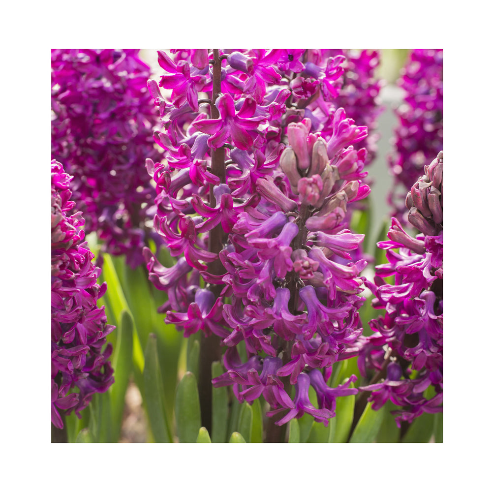 Hyacinthus Collection