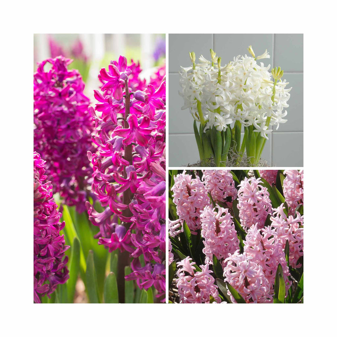 Hyacinthus Collection