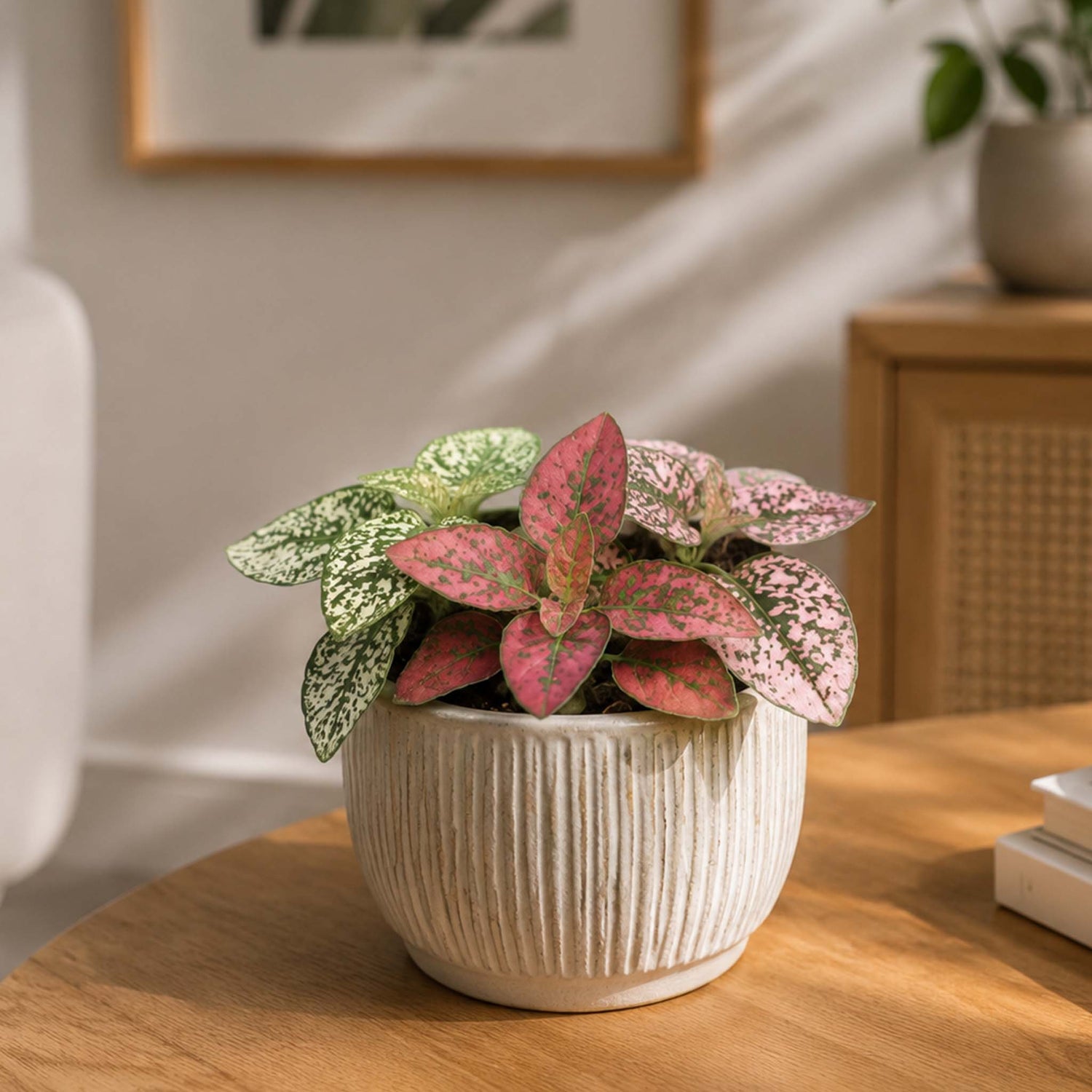 Hypoestes Mixed