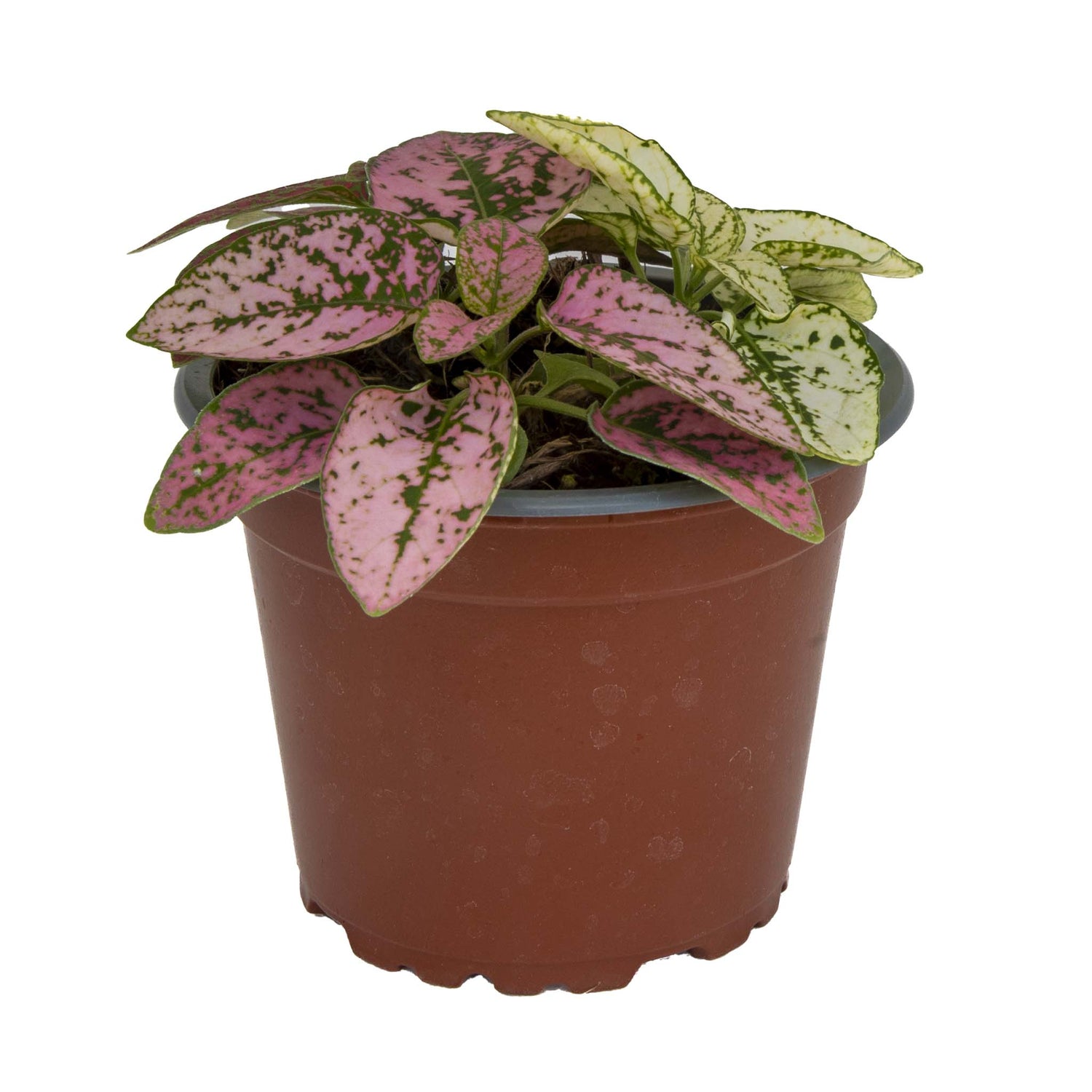 Hypoestes Mixed