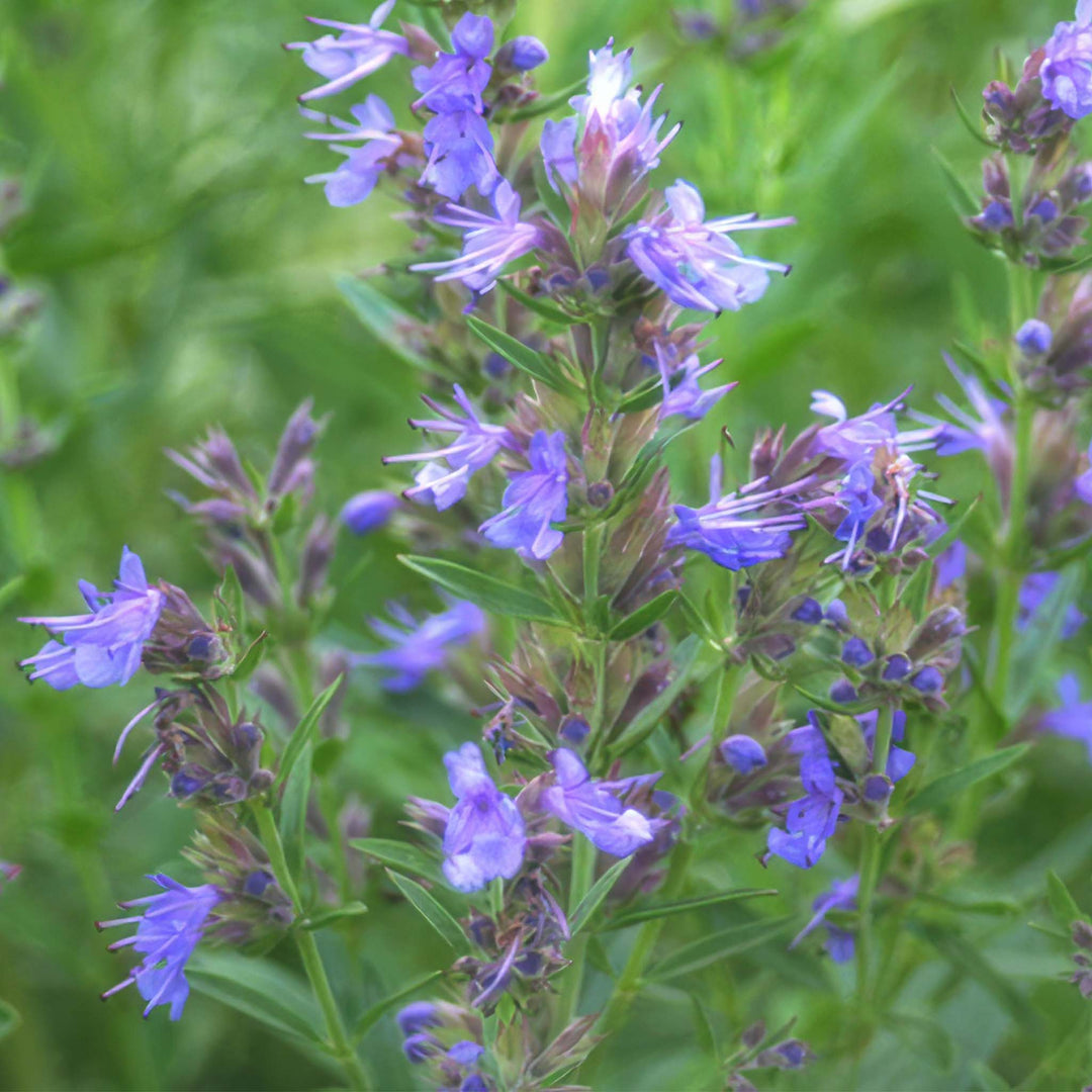 Blue Hyssop