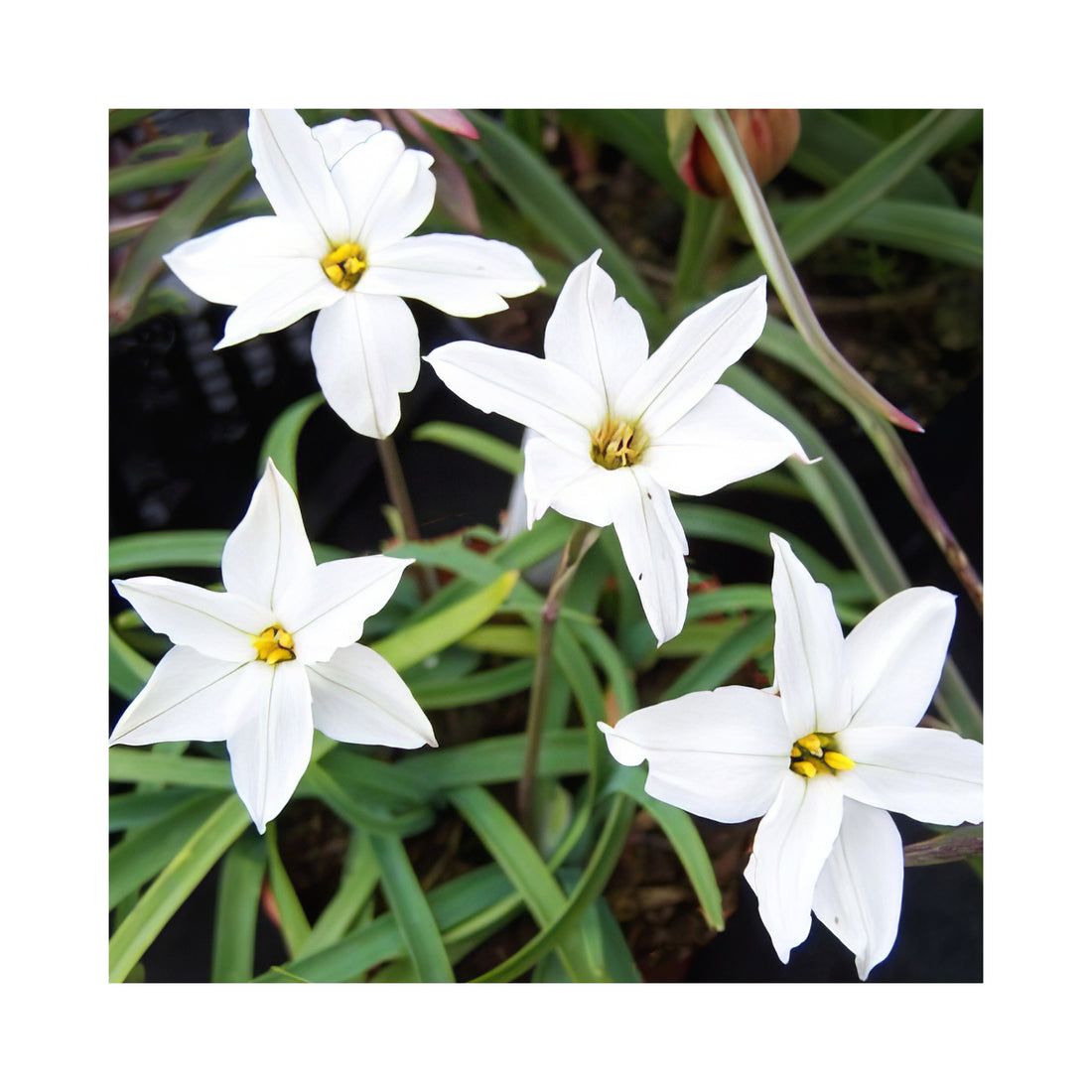 Ipheion White Star