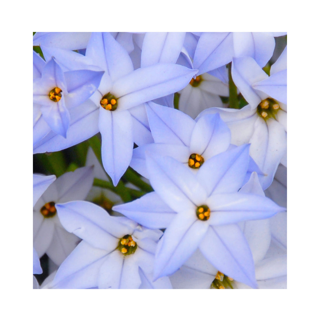 Ipheion Wisley Blue