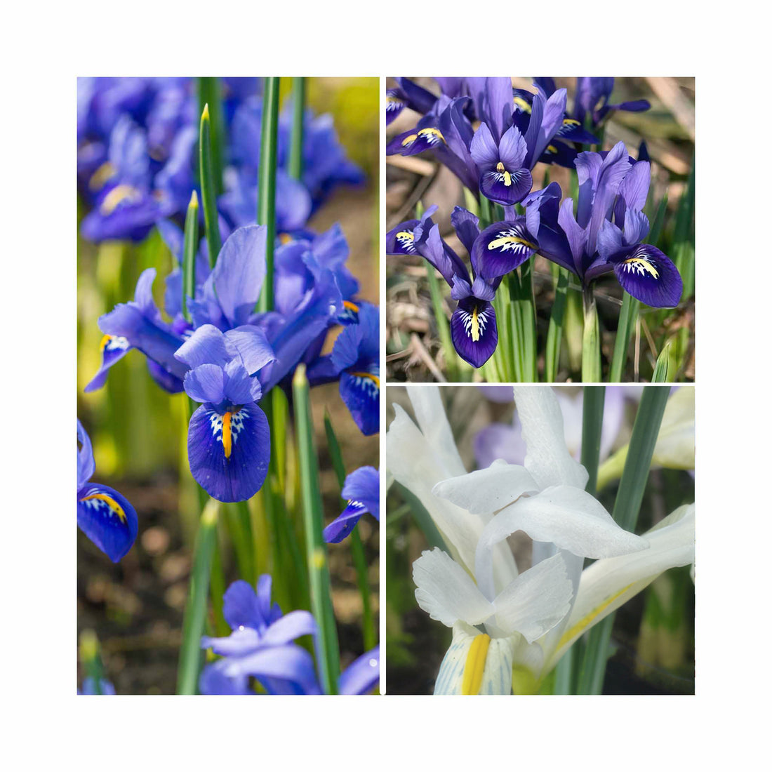 Iris Collection