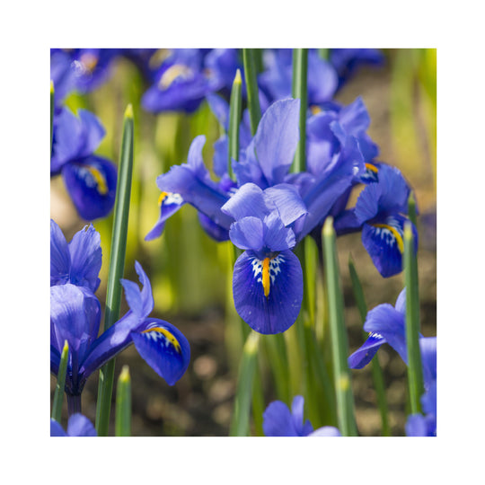 Iris Collection