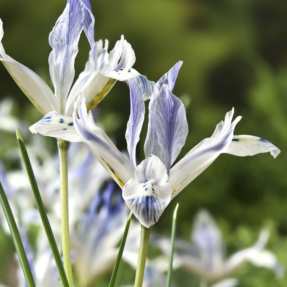 Iris reticulata Painted Lady
