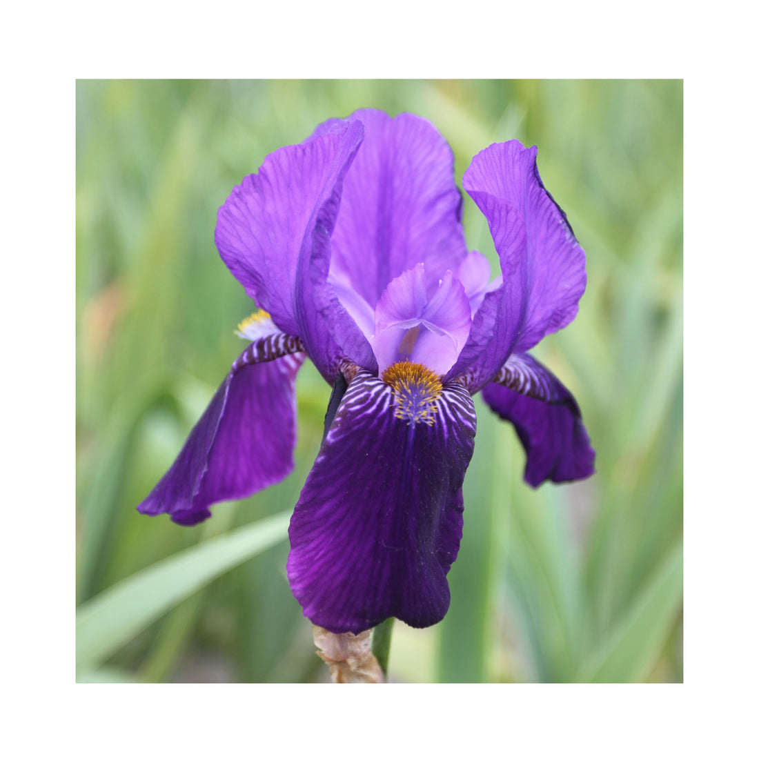 Iris Purple Gem