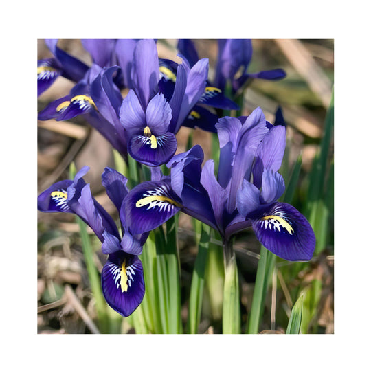 Iris Collection