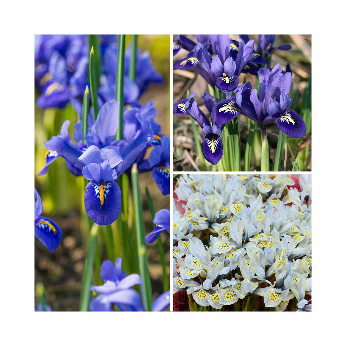 Iris Collection