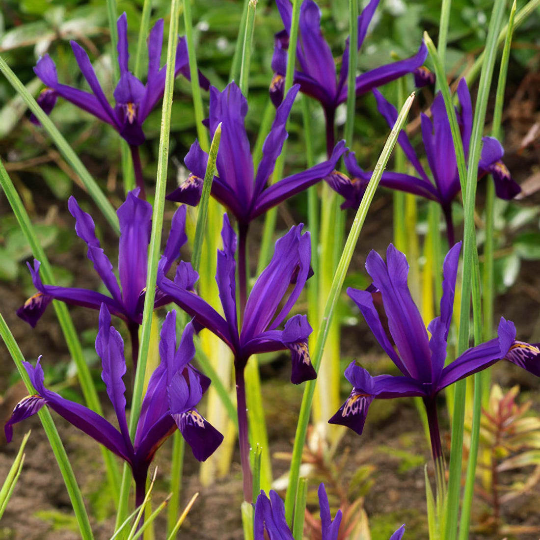 Iris reticulata Pauline
