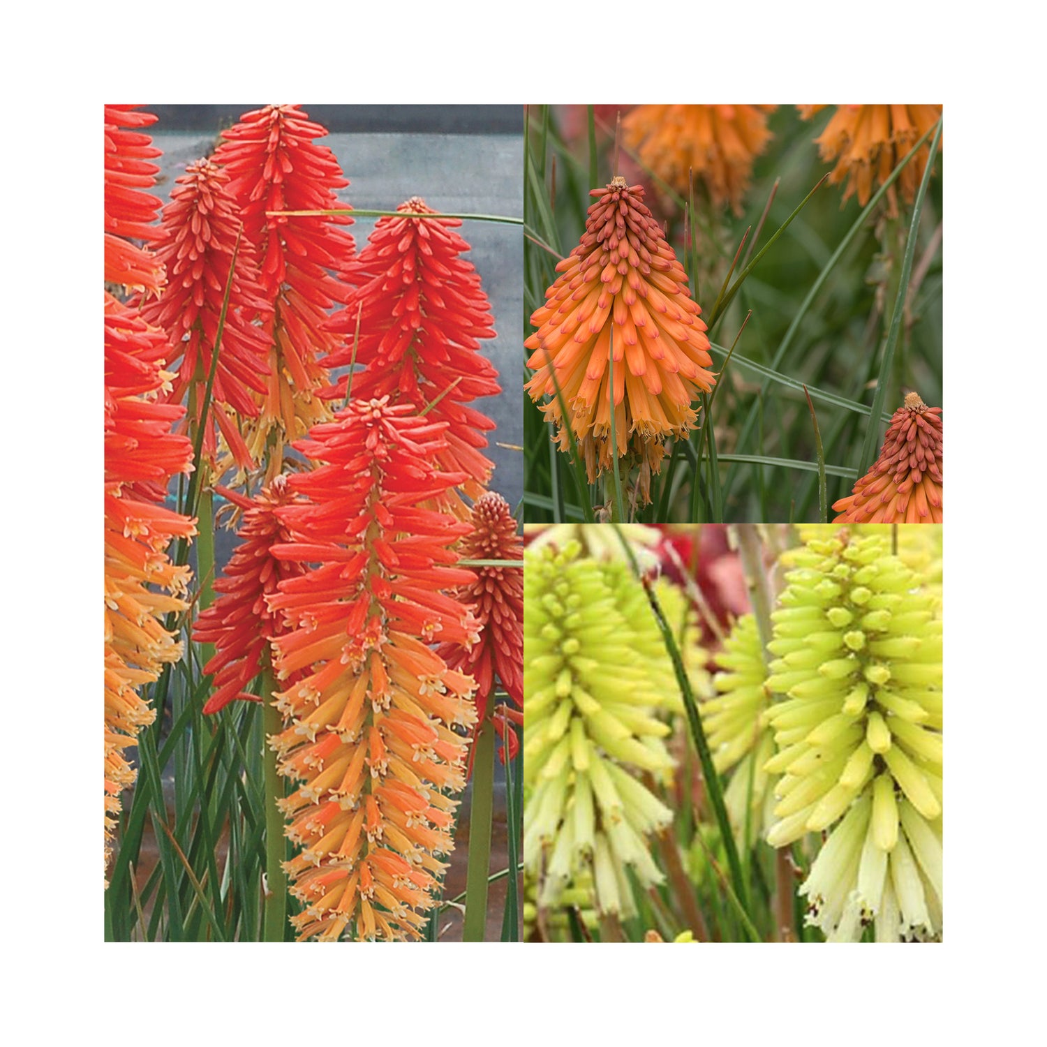 Kniphofia Collection