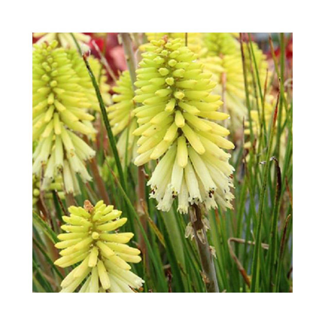 Kniphofia Poco Citron