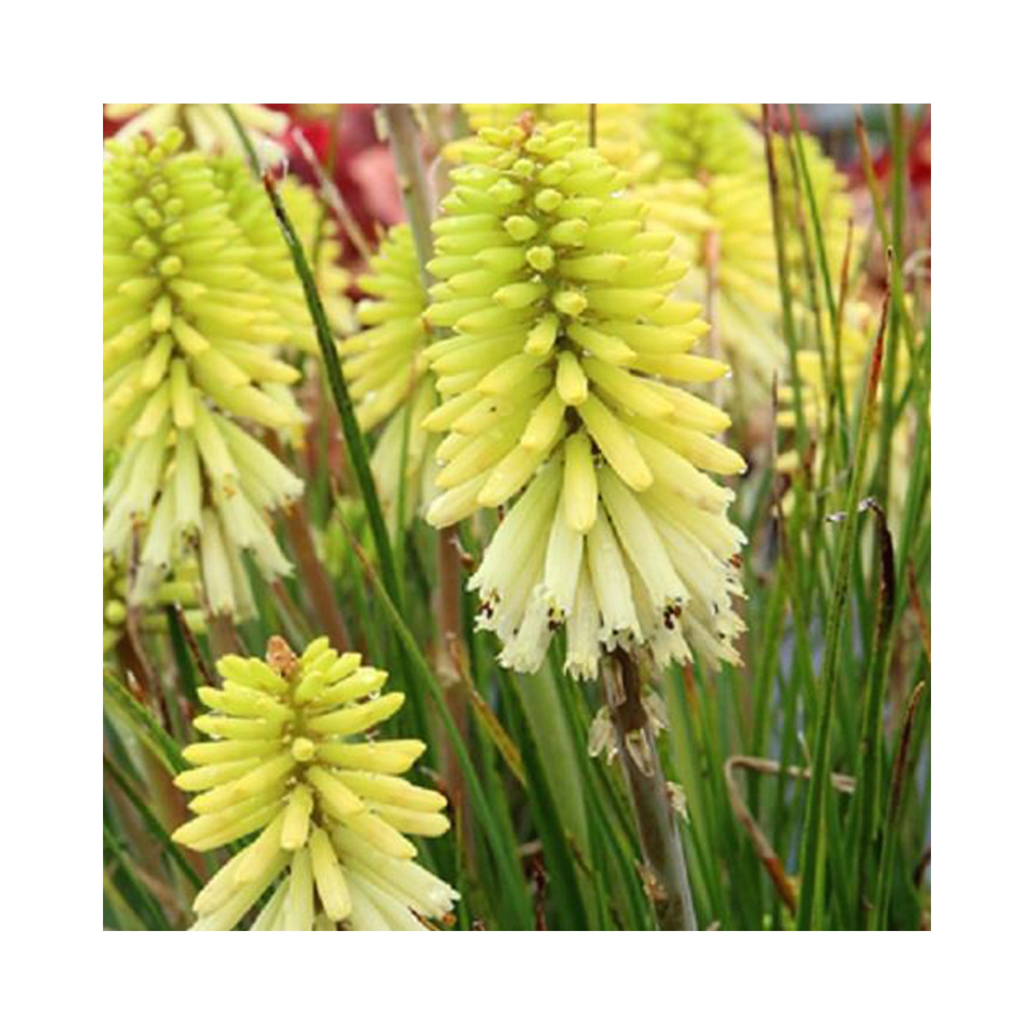 Kniphofia Poco Citron