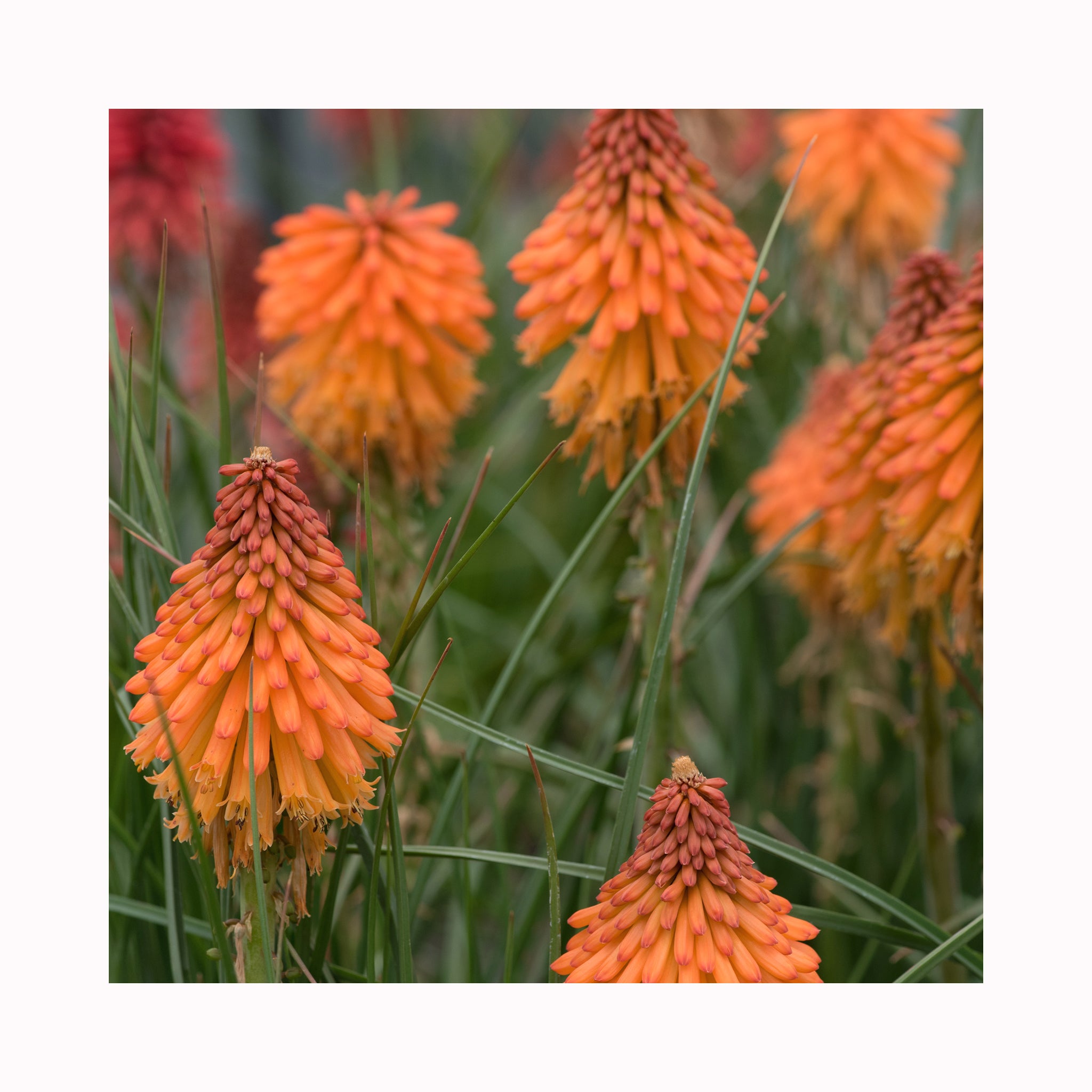 Kniphofia Poco Orange