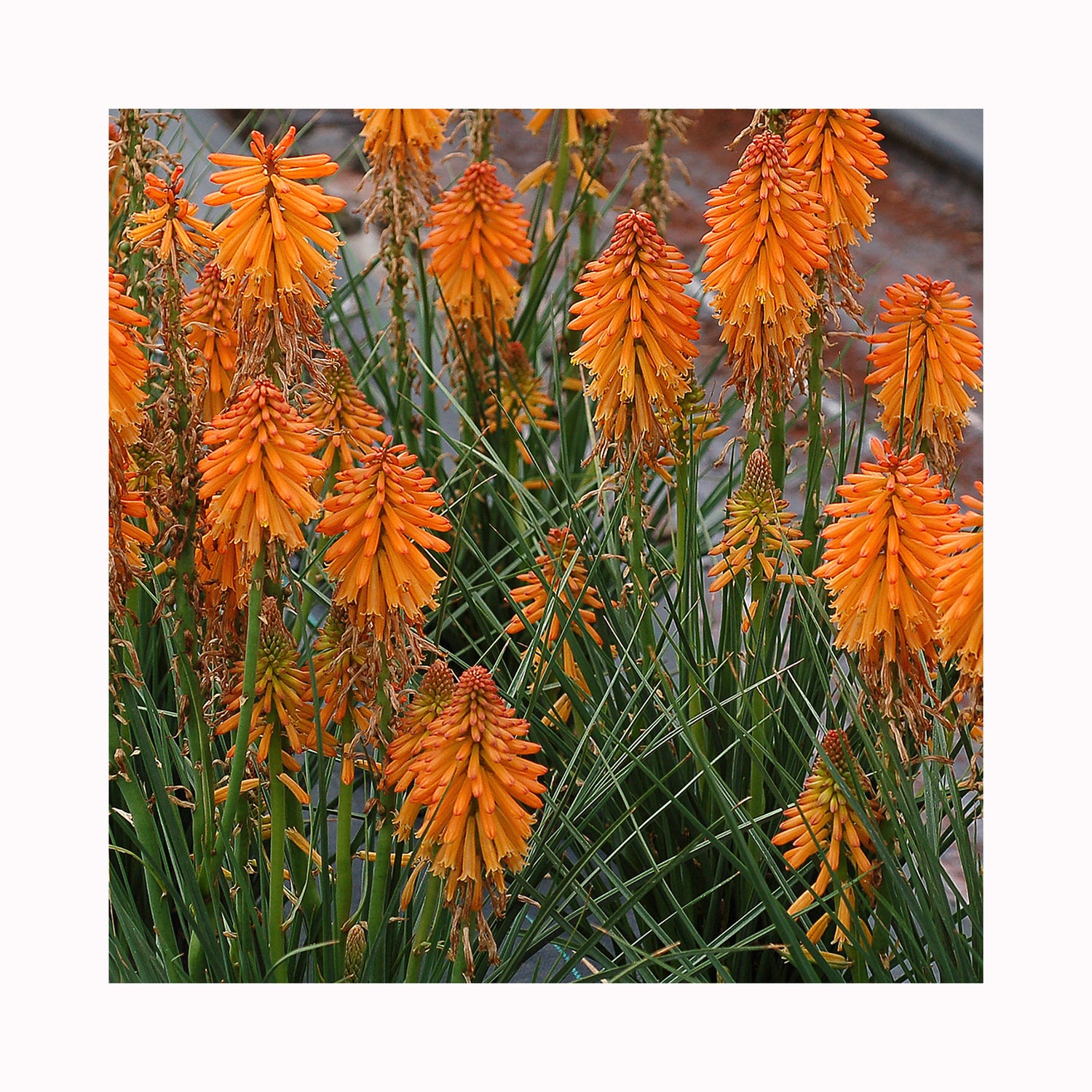 Kniphofia Poco Orange