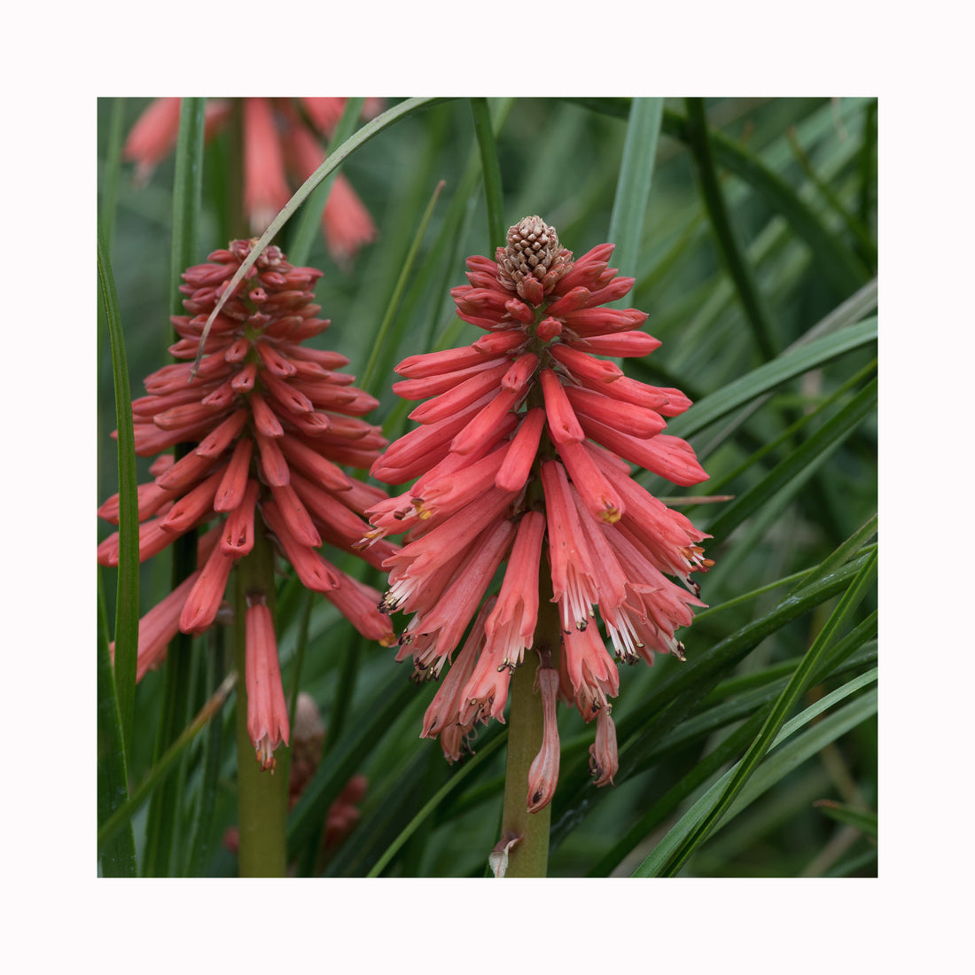 Kniphofia Poco Red