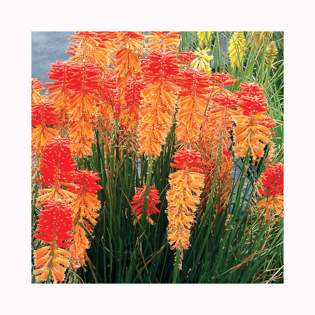 Kniphofia Poco Sunset