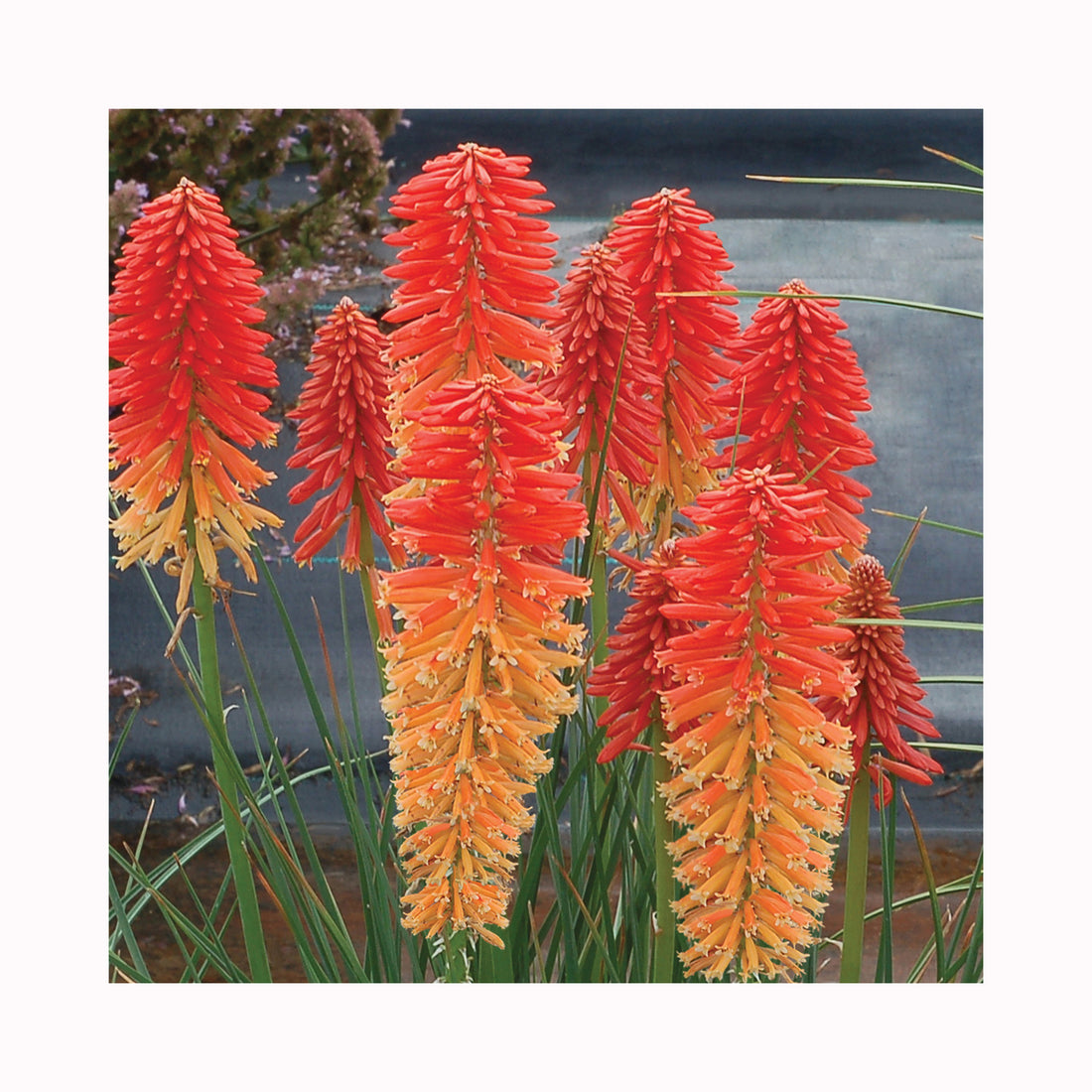 Kniphofia Poco Sunset