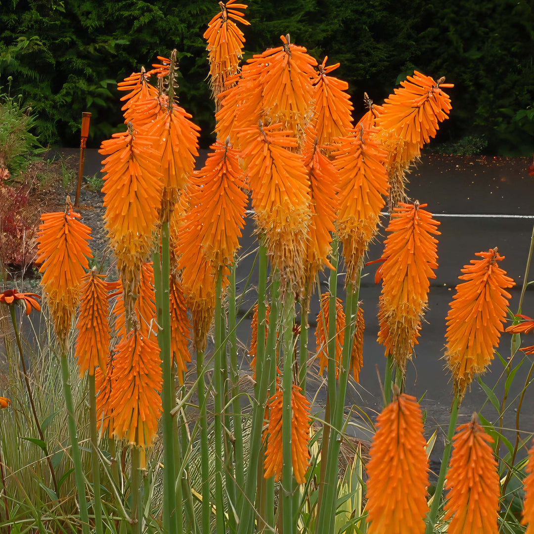 Kniphofia Mango Popsicle