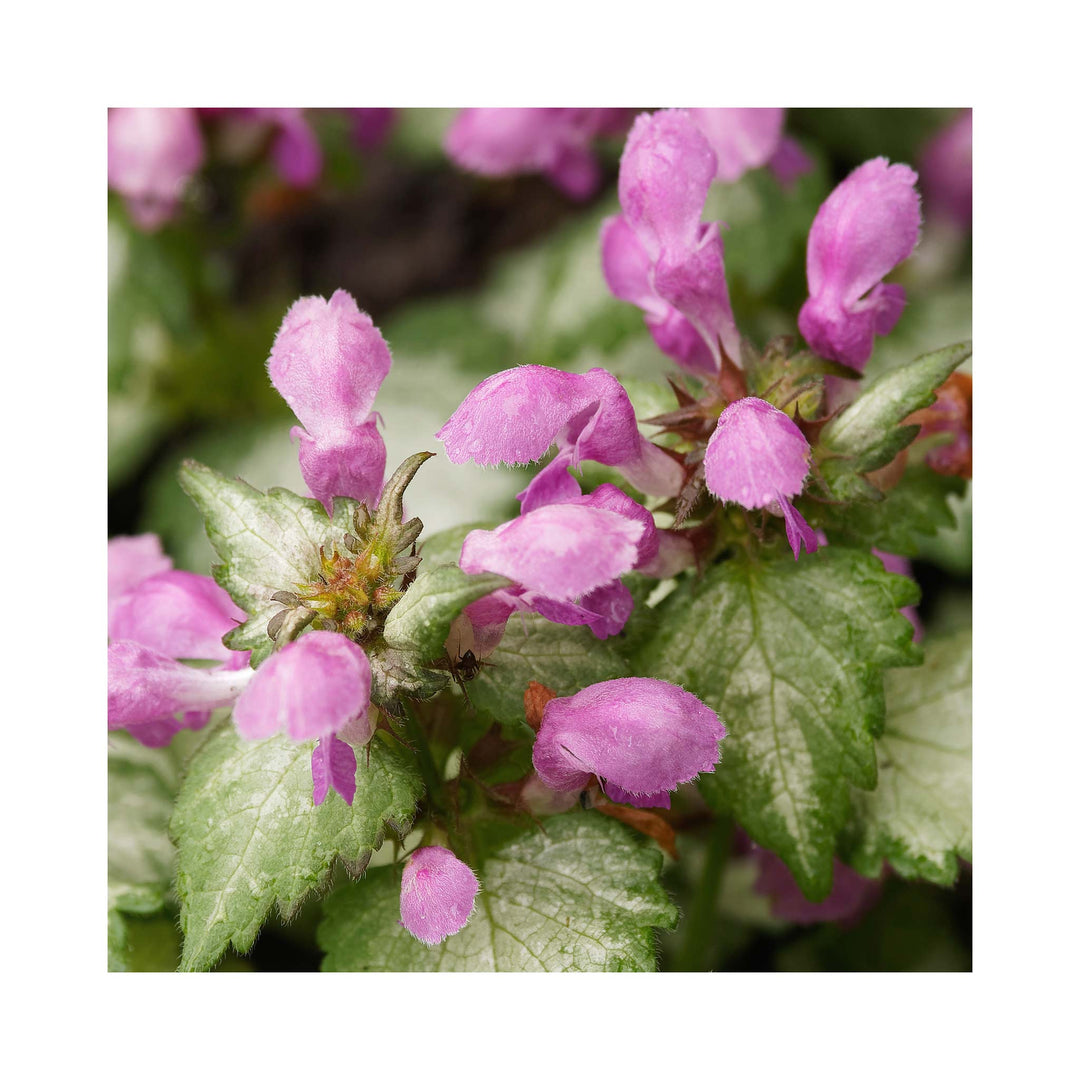 Lamium Silver Beacon