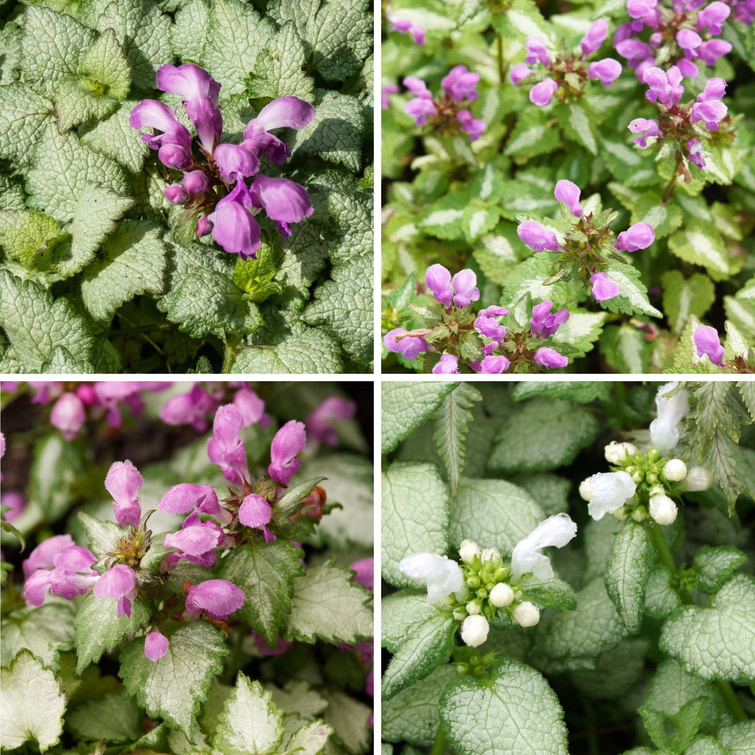 Lamium Collection, stunning hardy perennial plant.