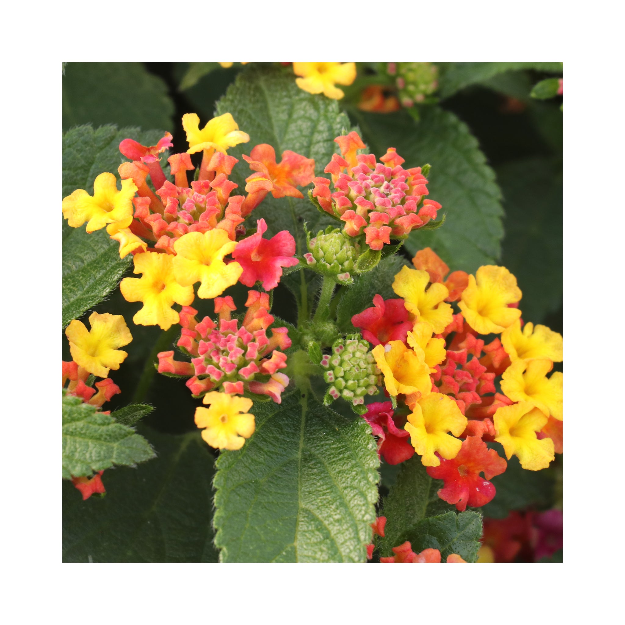 Lantana Magenta